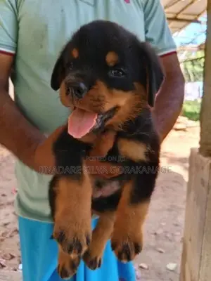 Rottweiler Male Dog