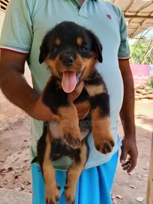 Rottweiler Male Dog