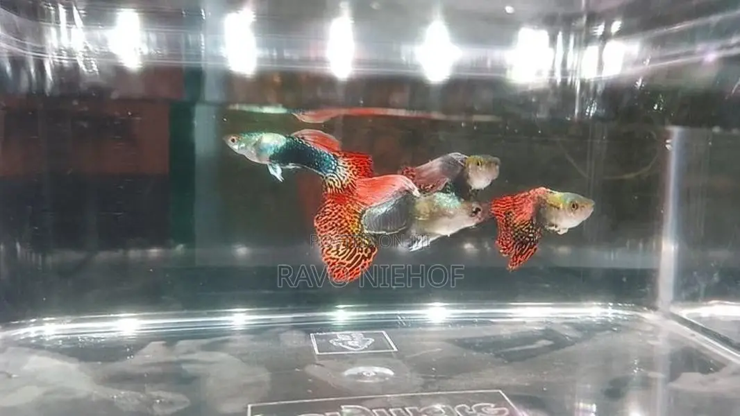 Guppies Fishes