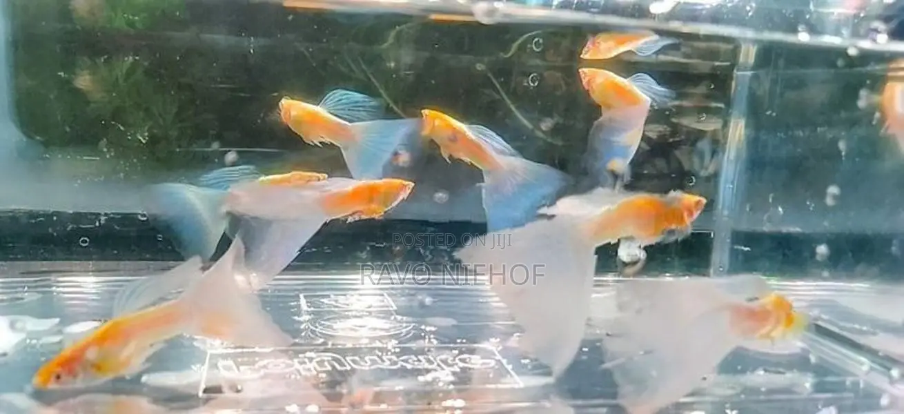 Guppies Fishes
