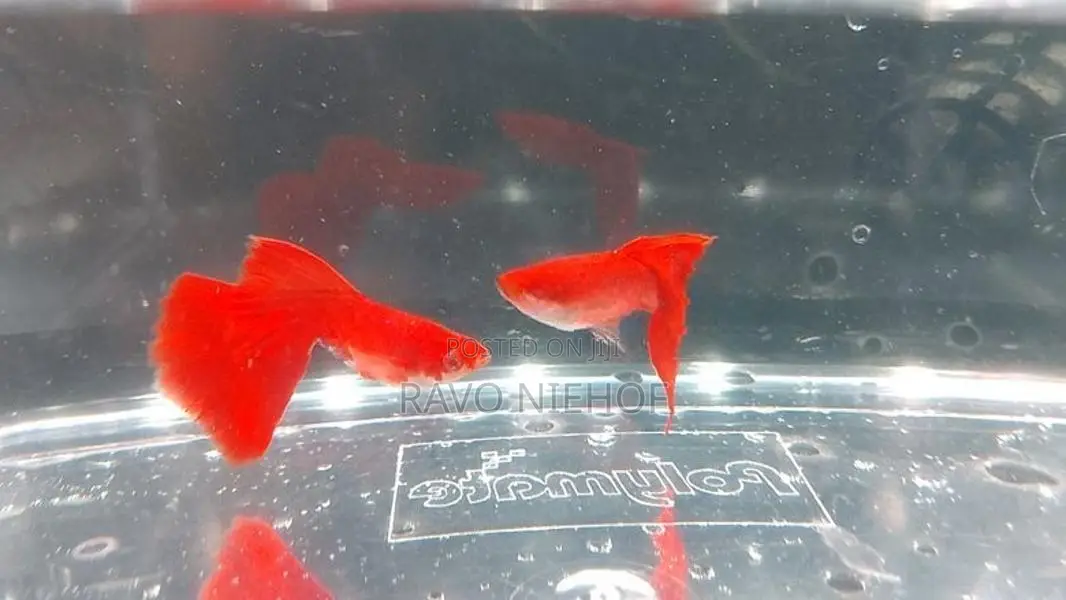 Guppies Fishes