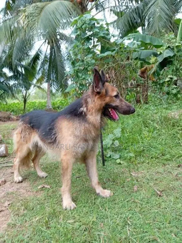 German Shepherd Puppy
