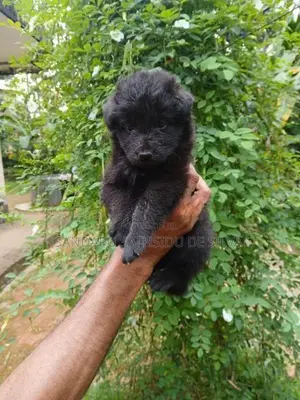 German Shepherd Puppy