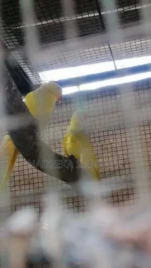 Yellow Ringneck Bird