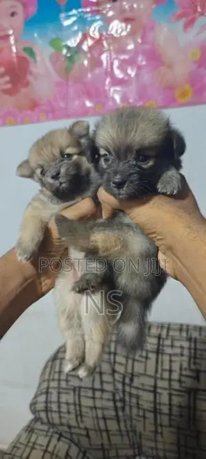 Lion Pomeranian Mini Dog Puppies