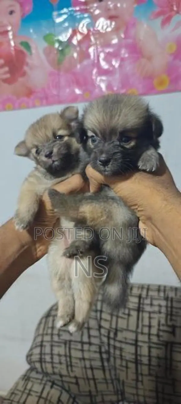 Lion Pomeranian Mini Dog Puppies