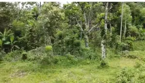 Land for Sale - Kalupahana
