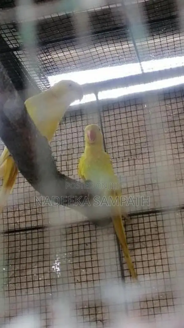 Yellow Ringneck Bird