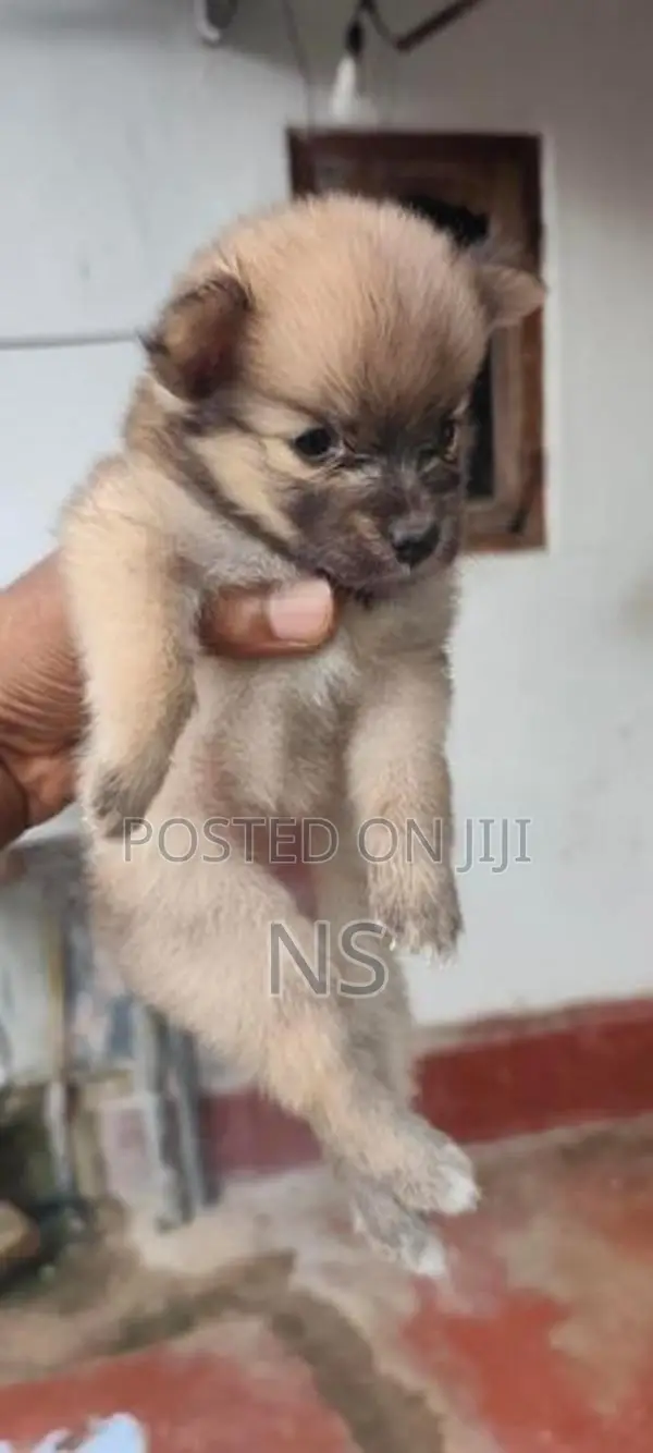 Lion Pomeranian Mini Dog Puppies