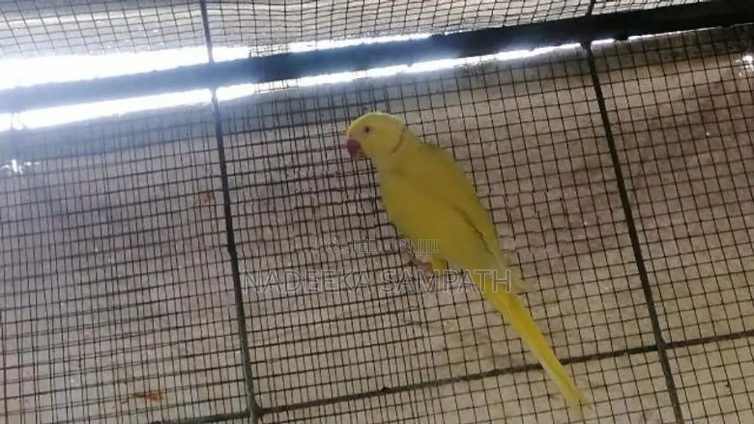 Yellow Ringneck Bird