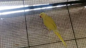 Yellow Ringneck Bird