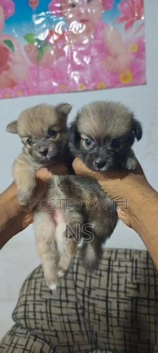 Lion Pomeranian Mini Dog Puppies