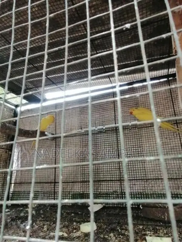 Yellow Ringneck Bird