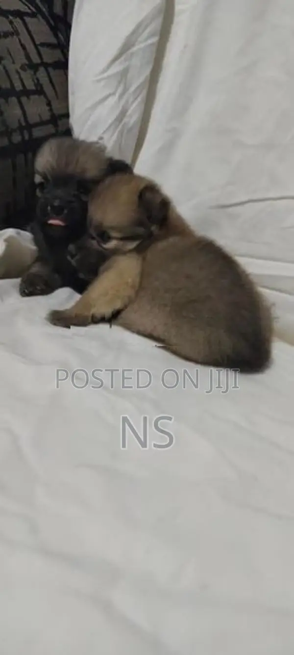 Lion Pomeranian Mini Dog Puppies