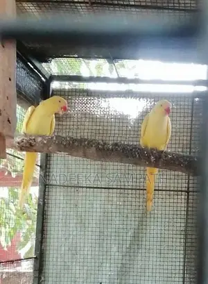 Yellow Ringneck Bird