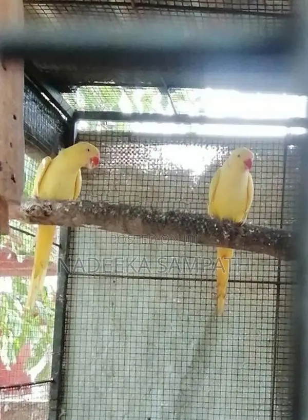 Yellow Ringneck Bird