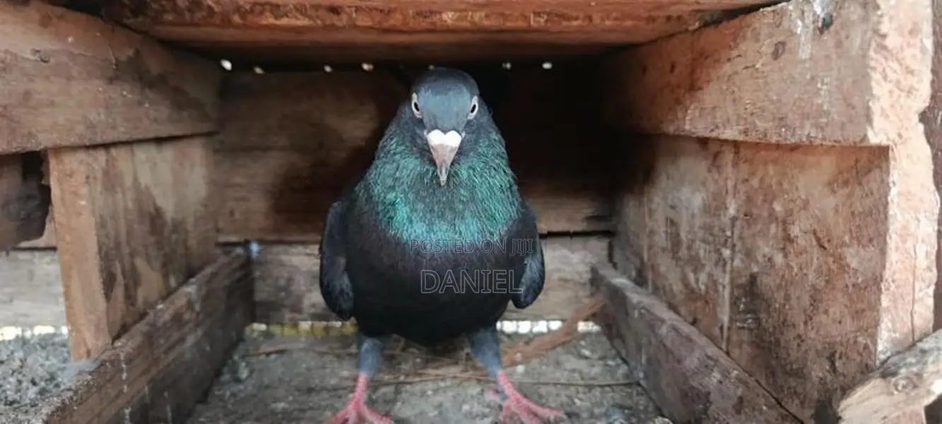 Pigeon