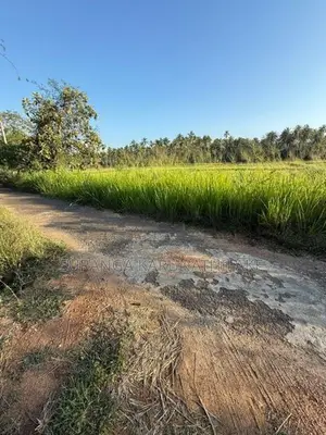 Coconut Land with Cinnamon Sale Kuliyapitiya