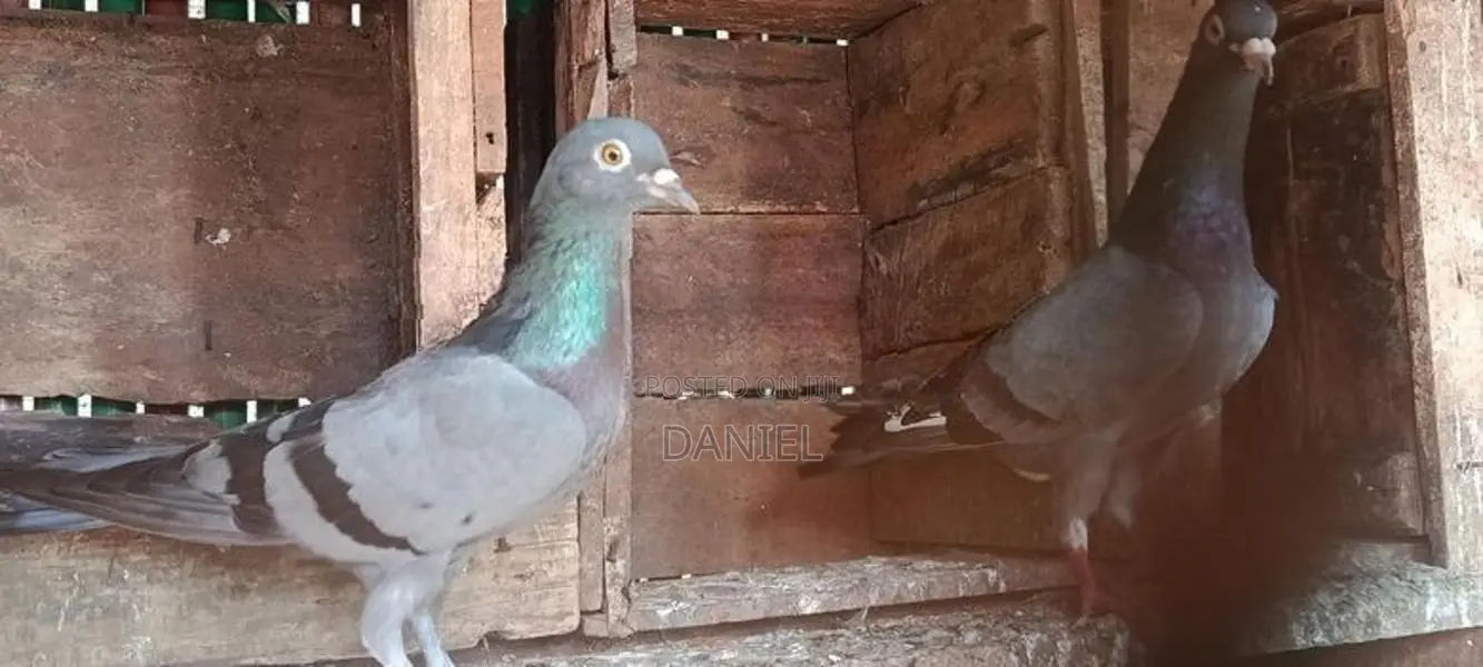 Pigeon