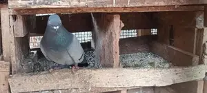 Pigeon