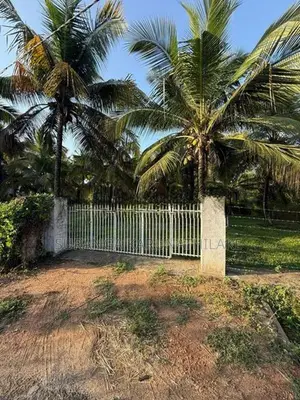 Coconut Land with Cinnamon Sale Kuliyapitiya