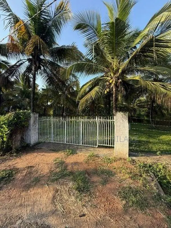 Coconut Land with Cinnamon Sale Kuliyapitiya