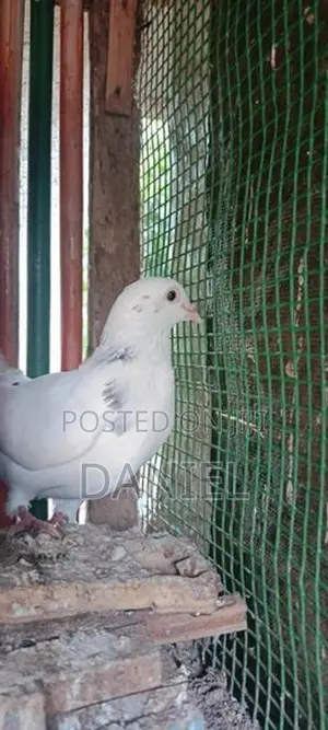 Pigeon