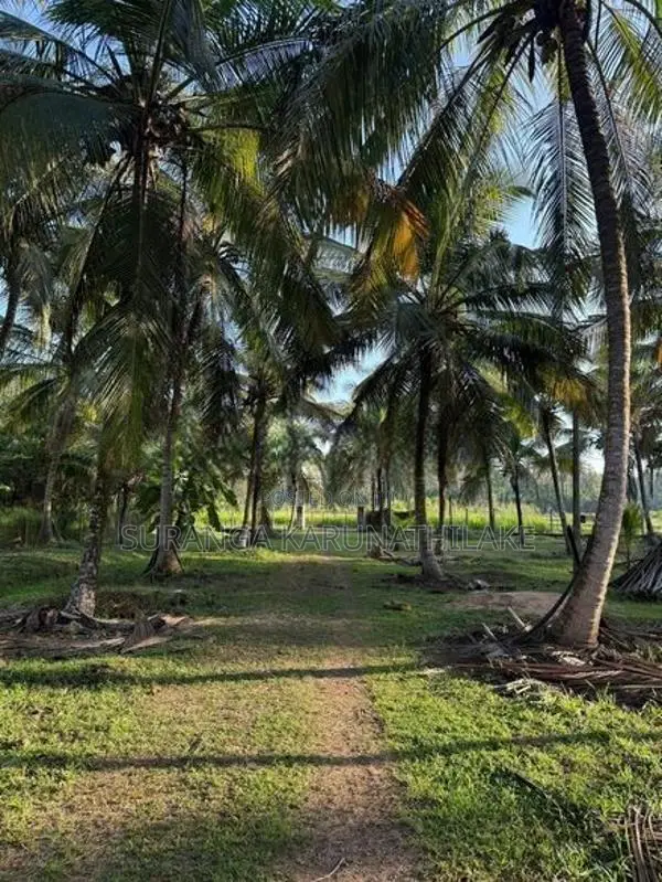 Coconut Land with Cinnamon Sale Kuliyapitiya