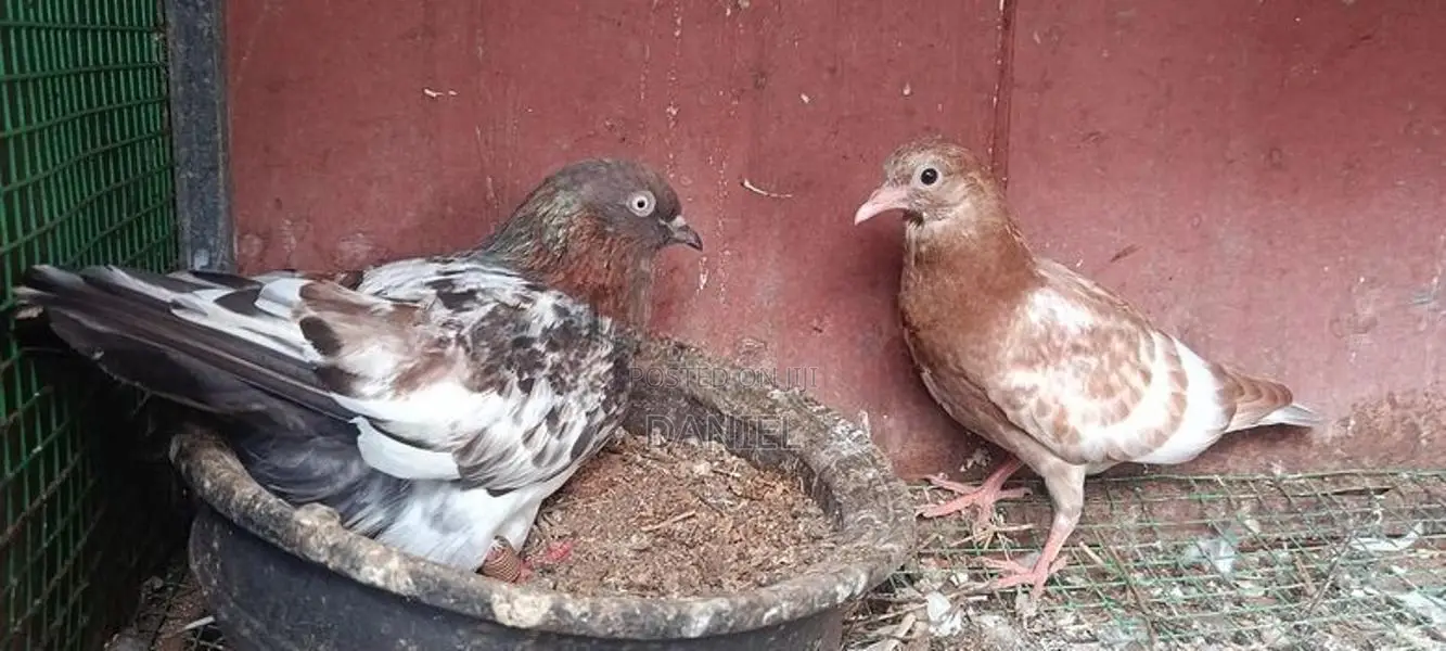 Pigeon