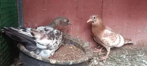 Pigeon