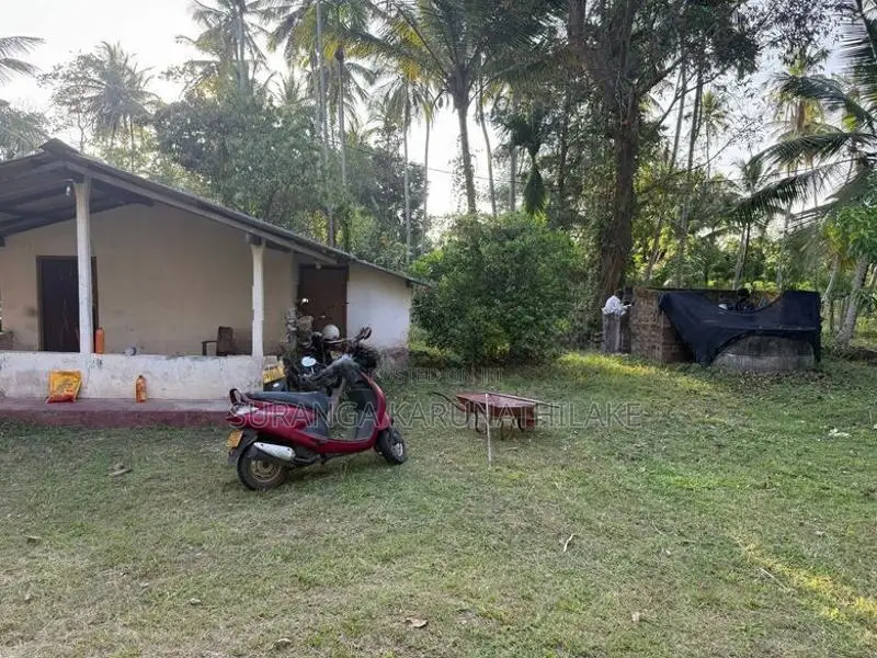 Coconut Land with Cinnamon Sale Kuliyapitiya