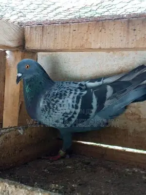 Pigeon