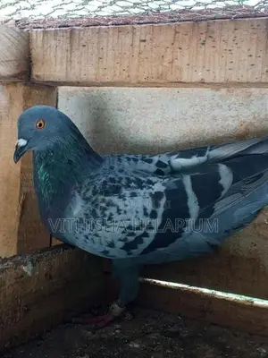Pigeon