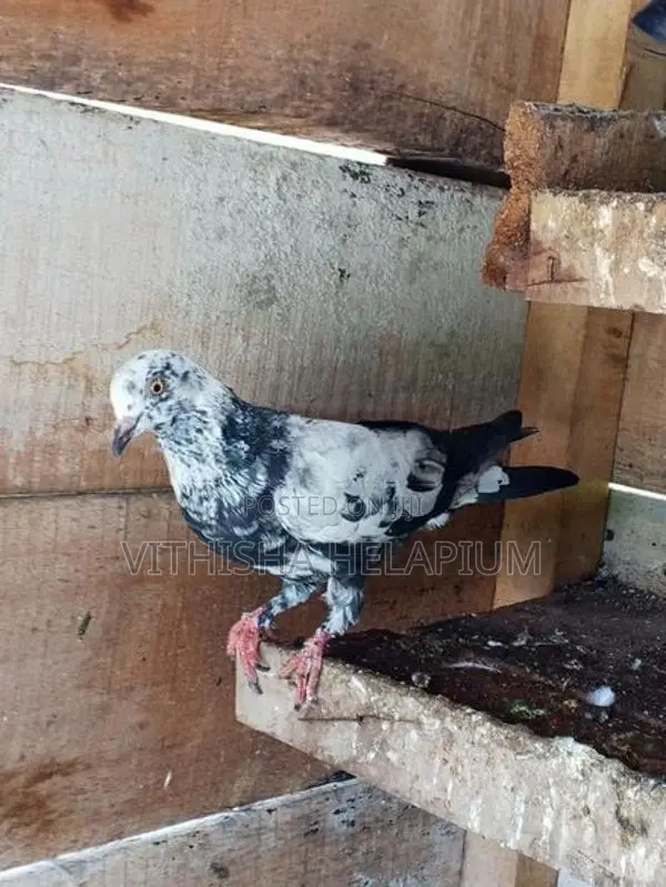 Pigeon