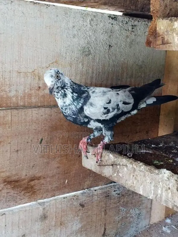 Pigeon