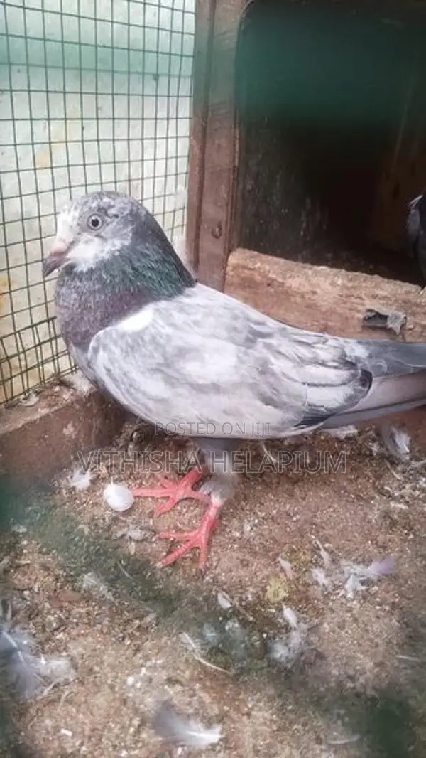 Pigeon