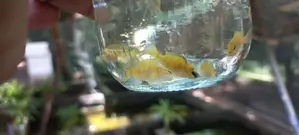 Mbuna Malawi Fish
