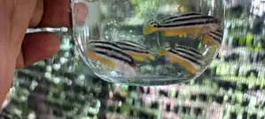 Mbuna Malawi Fish
