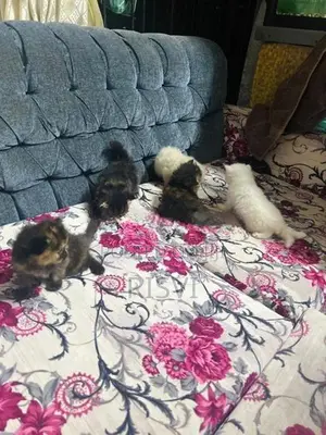 Himalayan Kittens
