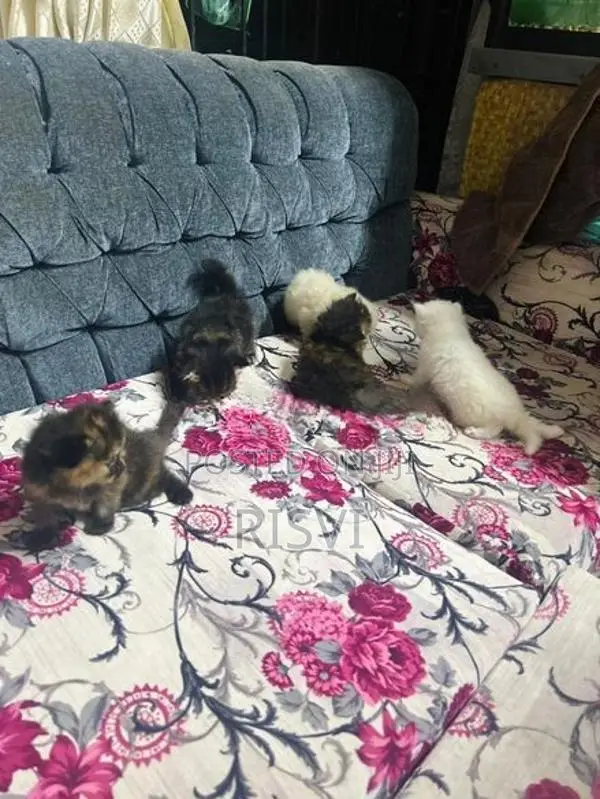 Himalayan Kittens