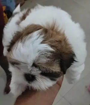 Shih Tzu Puppy