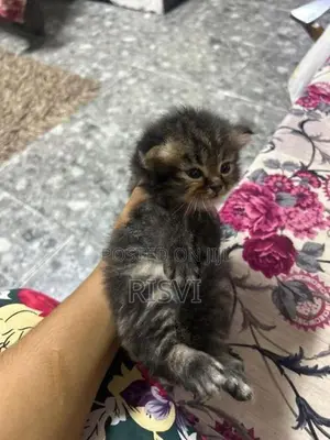 Himalayan Kittens