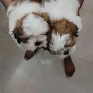 Shih Tzu Puppy