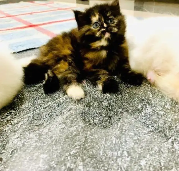 Himalayan Kittens