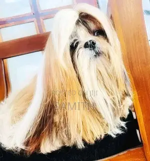 Shih Tzu Puppy