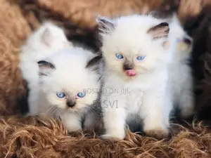 Himalayan Kittens