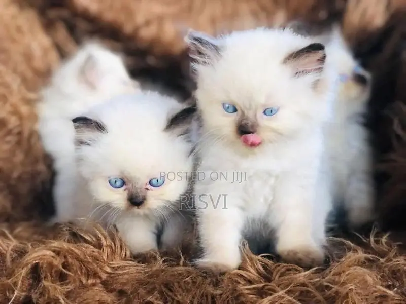 Himalayan Kittens