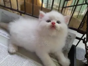 Himalayan Kittens