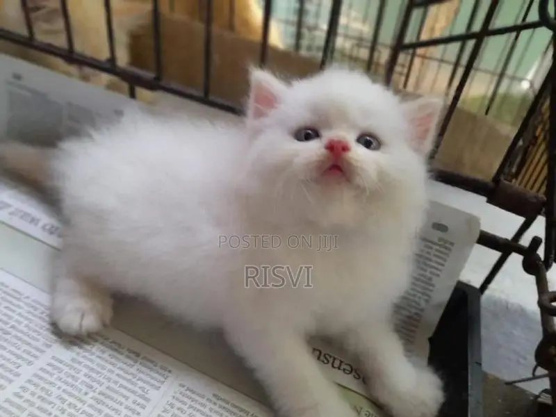 Himalayan Kittens