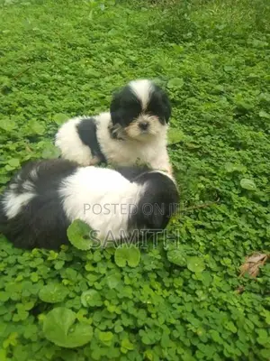 Shih Tzu Puppies